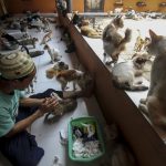 Rumah Kucing Parung, Tempat Perlindungan dan Kasih Sayang