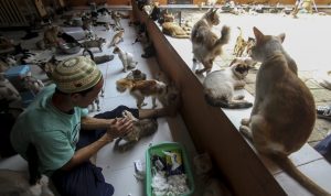 Rumah Kucing Parung, Tempat Perlindungan dan Kasih Sayang