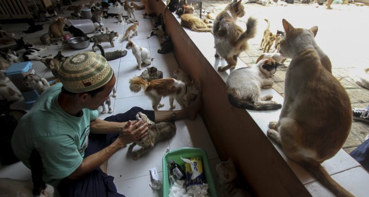 Rumah Kucing Parung, Tempat Perlindungan dan Kasih Sayang