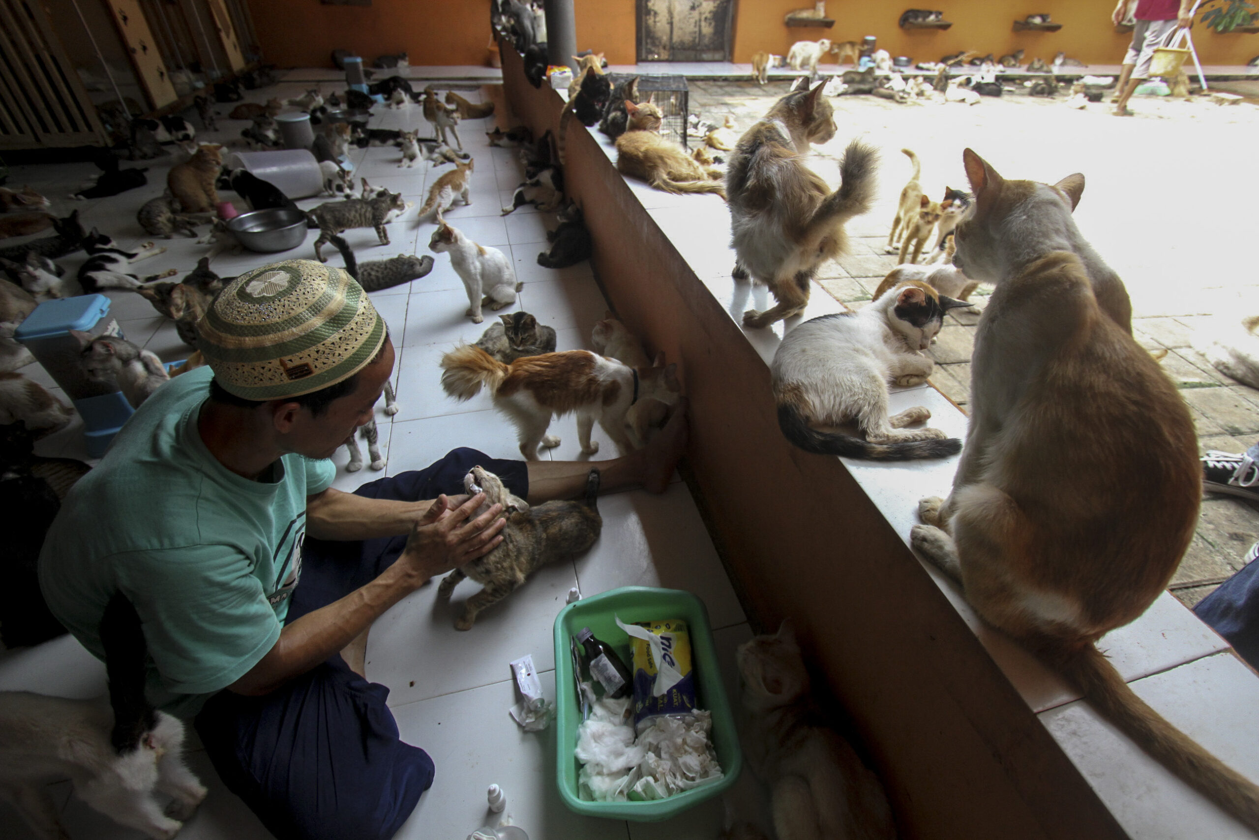 Rumah Kucing Parung, Tempat Perlindungan dan Kasih Sayang