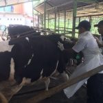 20 Hewan Ternak di Kabupaten Bogor Terjangkit PMK