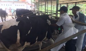 20 Hewan Ternak di Kabupaten Bogor Terjangkit PMK