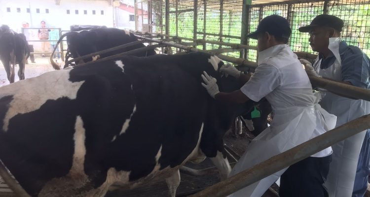 20 Hewan Ternak di Kabupaten Bogor Terjangkit PMK