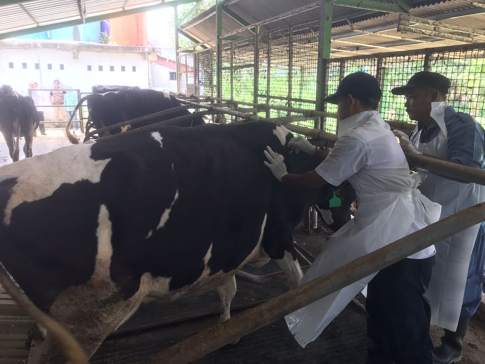 20 Hewan Ternak di Kabupaten Bogor Terjangkit PMK