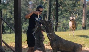 Rahasia di Balik Penangkaran Rusa Cariu Yang Bikin Kamu Pengen Langsung Kesana