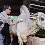 Pemkab Bogor Suntikan 2.800 Dosis Vaksin Cegah PMK