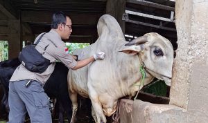 Pemkab Bogor Suntikan 2.800 Dosis Vaksin Cegah PMK
