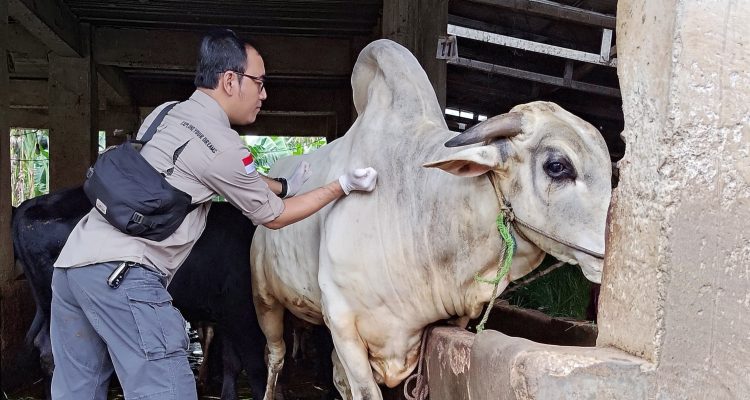 Pemkab Bogor Suntikan 2.800 Dosis Vaksin Cegah PMK