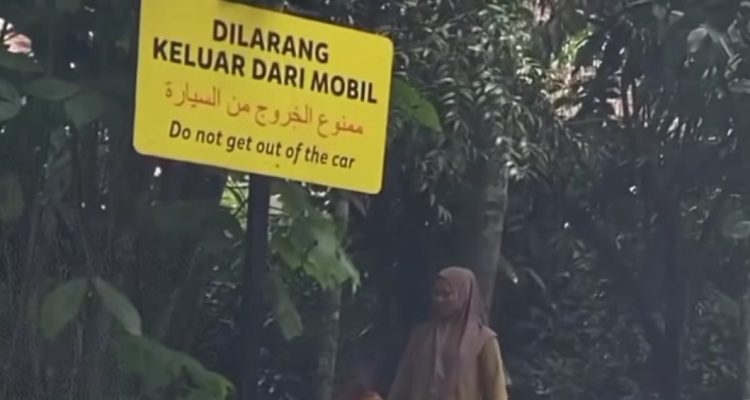 TSI Bogor Sanksi Pengunjung Yang Turun dari Mobil saat Safari Journey