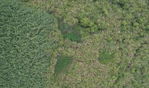 Penemuan Ladang Ganja di Kawasan Taman Nasional Bromo Tengger Semeru