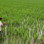 Dinas Pertanian Karawang Siapkan Program Asuransi untuk Petani