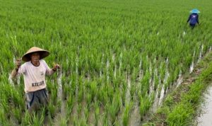 Dinas Pertanian Karawang Siapkan Program Asuransi untuk Petani