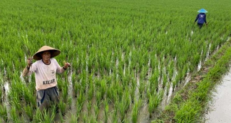 Dinas Pertanian Karawang Siapkan Program Asuransi untuk Petani