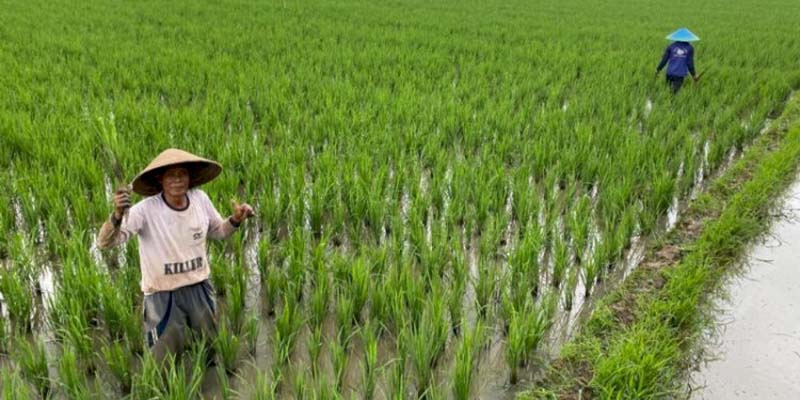 Dinas Pertanian Karawang Siapkan Program Asuransi untuk Petani