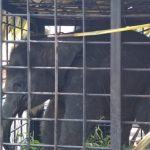 BBKSDA Riau Mengevakuasi Anak Gajah yang Tertinggal Induknya