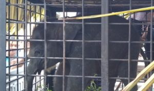 BBKSDA Riau Mengevakuasi Anak Gajah yang Tertinggal Induknya