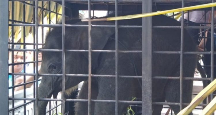 BBKSDA Riau Mengevakuasi Anak Gajah yang Tertinggal Induknya