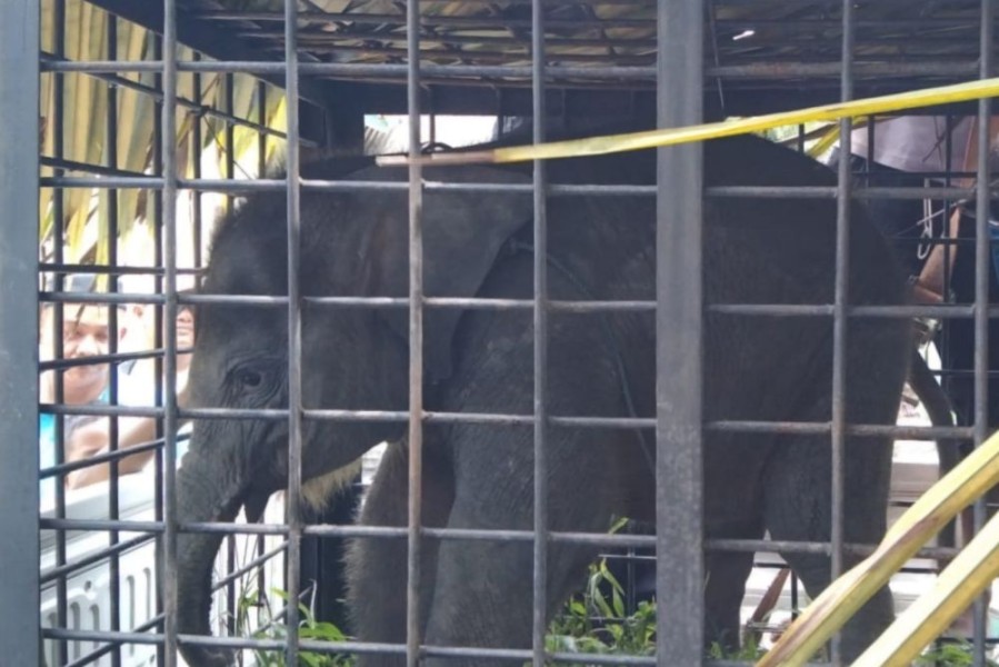BBKSDA Riau Mengevakuasi Anak Gajah yang Tertinggal Induknya