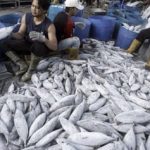 Kebutuhan Ikan Selama Ramadan akan Meningkat, KKP Pastikan Stok Ikan Tetap Aman