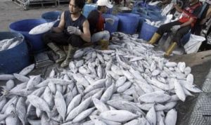 Kebutuhan Ikan Selama Ramadan akan Meningkat, KKP Pastikan Stok Ikan Tetap Aman