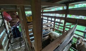 Bikin Elus Dada, 10 Warga Terdampak Bencana di Cisarua Tidur Bareng Kambing