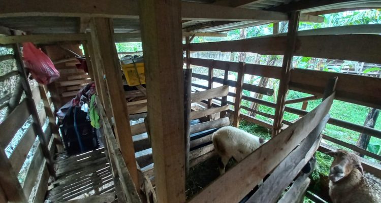 Bikin Elus Dada, 10 Warga Terdampak Bencana di Cisarua Tidur Bareng Kambing