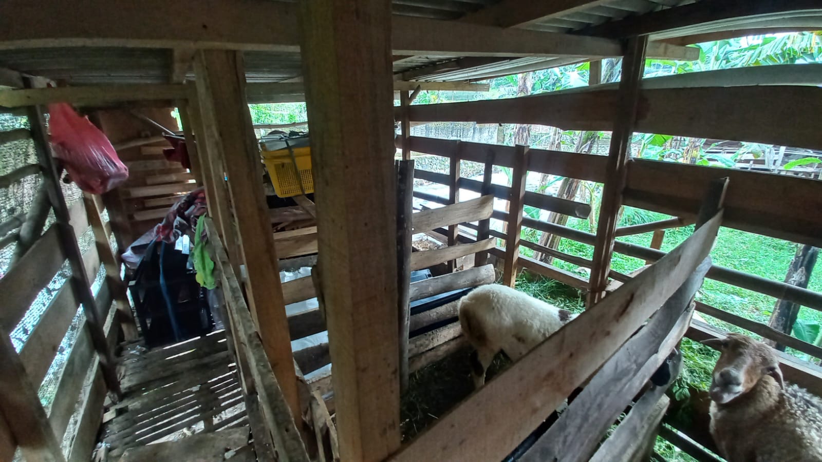 Bikin Elus Dada, 10 Warga Terdampak Bencana di Cisarua Tidur Bareng Kambing
