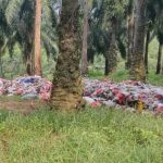Perkebunan Sawit Rancabungur Diduda Jadi Tempat Pembuangan Sampah Ilegal