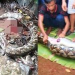 Seorang Lansia di Sulsel Ditemukan Meninggal Dunia Dalam Perut Ular Piton