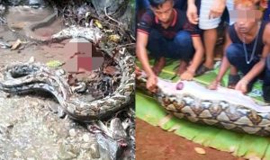 Seorang Lansia di Sulsel Ditemukan Meninggal Dunia Dalam Perut Ular Piton