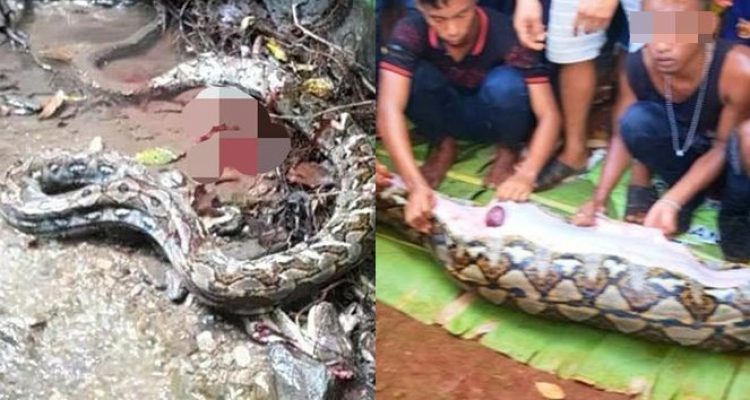 Seorang Lansia di Sulsel Ditemukan Meninggal Dunia Dalam Perut Ular Piton