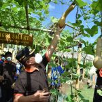 Bupati Kebumen Resmi Luncurkan Kawasan Agromen, Wisatawan Dapat Nimati Sembari Memetik Buah Sendiri