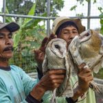 Prabowo Janji Sediakan 1.000 Ekor Burung Hantu, Bantu Petani Atasi Hama Tikus
