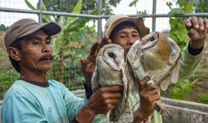 Prabowo Janji Sediakan 1.000 Ekor Burung Hantu, Bantu Petani Atasi Hama Tikus
