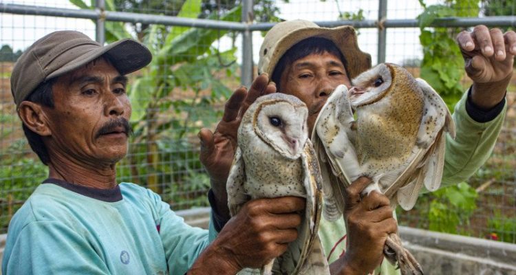 Prabowo Janji Sediakan 1.000 Ekor Burung Hantu, Bantu Petani Atasi Hama Tikus
