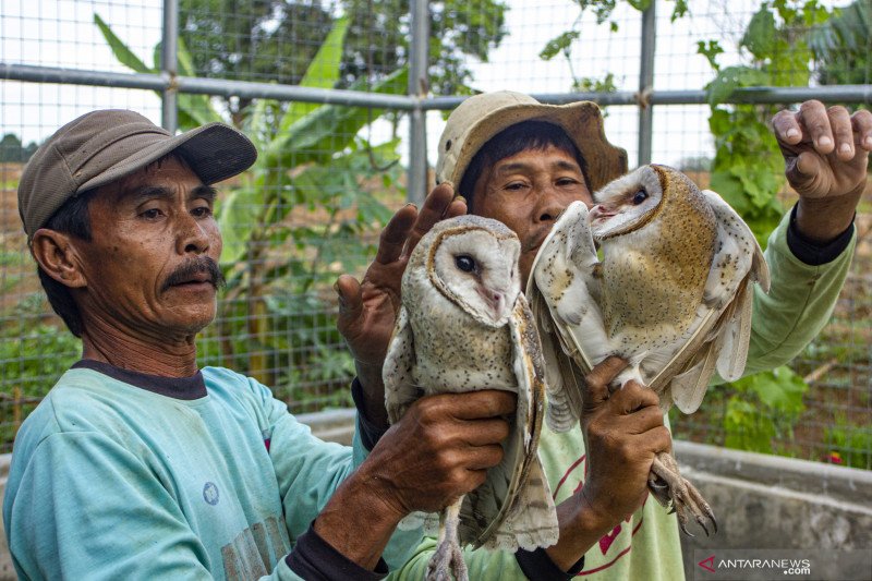 Prabowo Janji Sediakan 1.000 Ekor Burung Hantu, Bantu Petani Atasi Hama Tikus