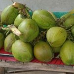 Terungkap Harga Kelapa Melonjak, Berikut Alasannya