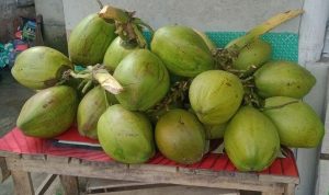 Terungkap Harga Kelapa Melonjak, Berikut Alasannya