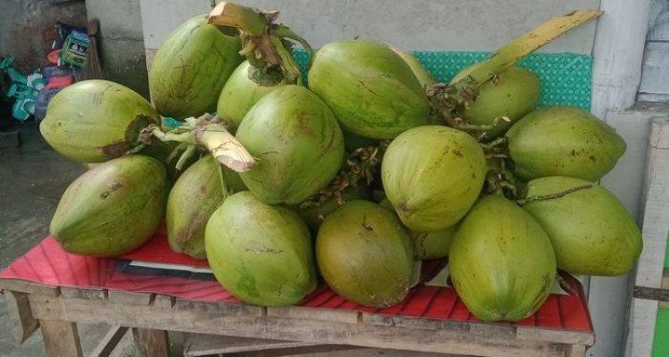 Terungkap Harga Kelapa Melonjak, Berikut Alasannya