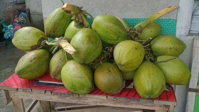 Terungkap Harga Kelapa Melonjak, Berikut Alasannya