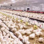 Harga Ayam Hidup Turun, Kementan Berikan Sanksi bagi Pelaku Unggas Tanpa RPHU