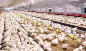 Harga Ayam Hidup Turun, Kementan Berikan Sanksi bagi Pelaku Unggas Tanpa RPHU
