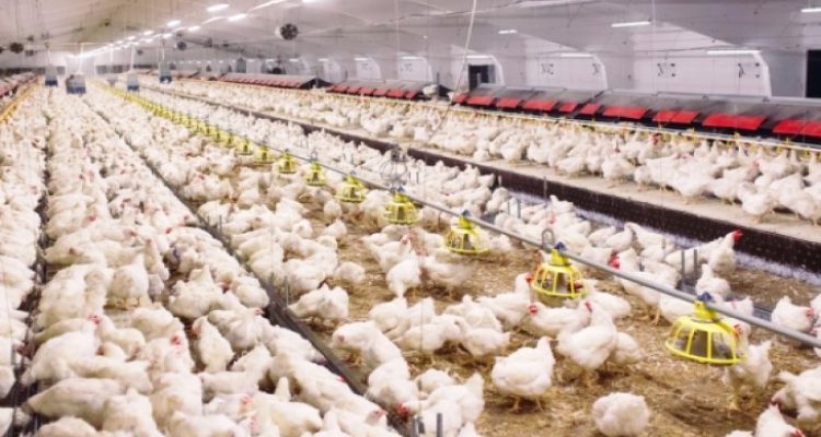 Harga Ayam Hidup Turun, Kementan Berikan Sanksi bagi Pelaku Unggas Tanpa RPHU