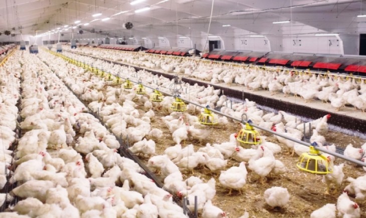Harga Ayam Hidup Turun, Kementan Berikan Sanksi bagi Pelaku Unggas Tanpa RPHU