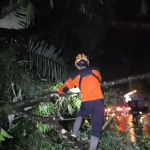 Pohon Tumbang di Jalur Menuju Wonosobo Dieng, Pengendara Sementara Dialihkan