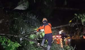 Pohon Tumbang di Jalur Menuju Wonosobo Dieng, Pengendara Sementara Dialihkan