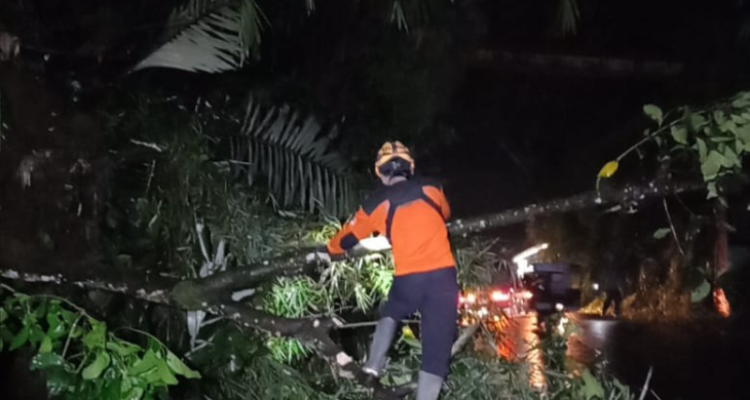 Pohon Tumbang di Jalur Menuju Wonosobo Dieng, Pengendara Sementara Dialihkan